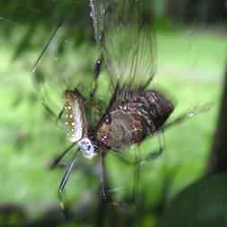 Golden Web Spider