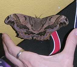 Moth Giant 1