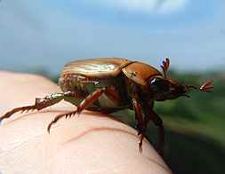 Golden Scarab Beetle