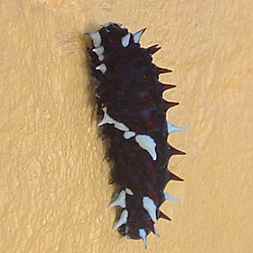 Costa Rican Rubber Caterpillar