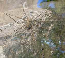 Malpais Water Spider