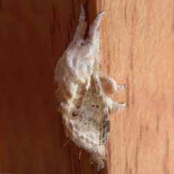 Wookie Moth from Montezuma
