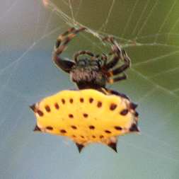 Yellow Crab Spider