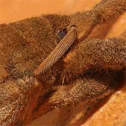 Montezuma Fuzzy Moth - Closeup