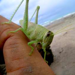 Santa Teresa, Costa Rica Beach Grasshopper