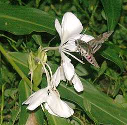 Sunset Moth from Montezuma