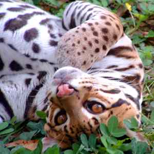 http://www.montezumabeach.com/images/ocelot.jpg