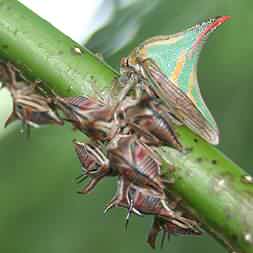 Costa Rica Thorn Bug