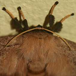 Sunset Moth from Montezuma