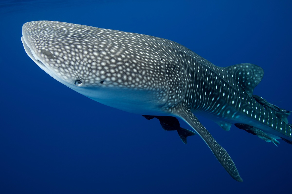 Whale Sharks