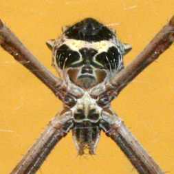 Alien Spider Closeup