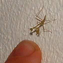 Baby Preying Mantis