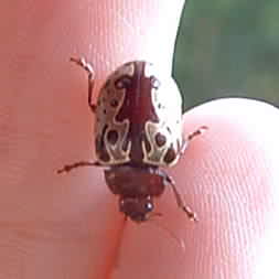 Costa Rica Metallic 'tribal pattern' beetle
