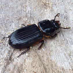 Big Beetle