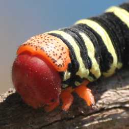 Sphinx Moth Caterpillar Closeup