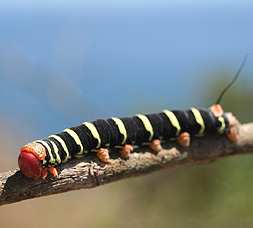 Sphinx Moth Caterpillar