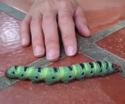 Montezuma Giant Green Caterpillar