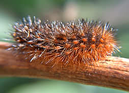 Fuzzy Brown Caterpillar from Delicias