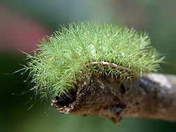 Montezuma Fuzzy Green Caterpillar