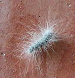Small 'old man' caterpillar