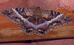 Giant Night Moth from Montezuma