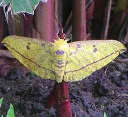 Montezuma - Huge Yellow Moth