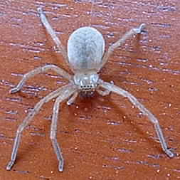 Transparent 'glass' spider from Montezuma