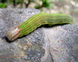 Crazy Horny Caterpillar