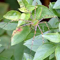 Green Spider