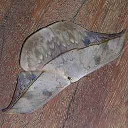 Moth shaped like a leaf