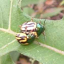 Mating Metallic Beetles in Cabuya, Costa Rica