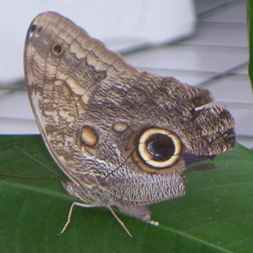 Blue Morpho with wings folded - Montezuma