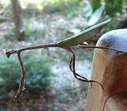 Preying Mantis with Leaf Wings