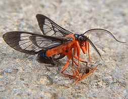 Montezuma Red Flying Bug