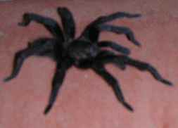 Tarantula from Costa Rica