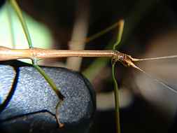 Walking Stick