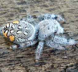 Costa Rica Wolf Spider