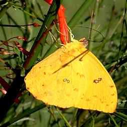 Costa Rica Yellow Butterfly