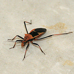 Assassin Bug - Mal de Chaga?