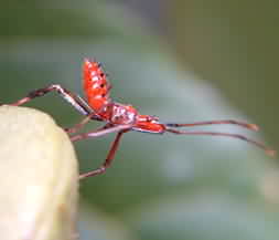 Assassin Bug #1