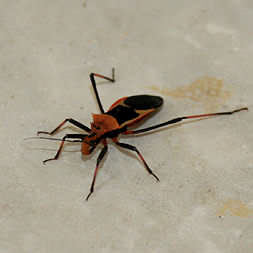 Assassin Bug in Montezuma