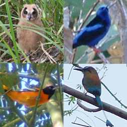 Costa Rica Birdwatching - These birds, starting from the upper left and going around clockwise, a baby tropical screetch owl, red-legged honeycreeper, turquoise-browed mot-mot and baltimore oriole.