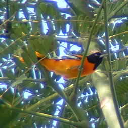 Baltimore Oriole in Montezuma