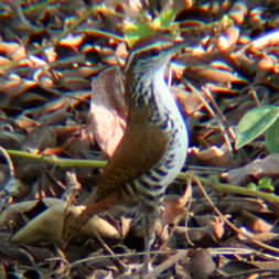 Banded wren in Montezuma 