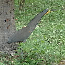 Barethroated Tiger Heron - seen at Las Manchas, Montezuma 