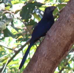 Black Grossbeak - common along the roads 