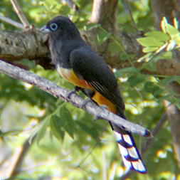 Black Headed Trogon in Montezuma 