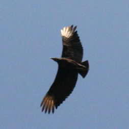 Black Vulture 