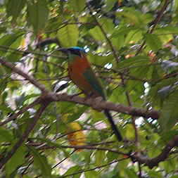 Blue Crowned Mot Mot, near Paquera 