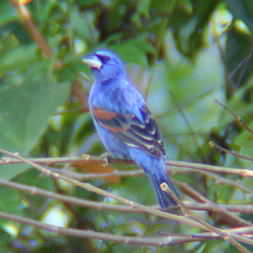 Blue Grossbeak in Montezuma 